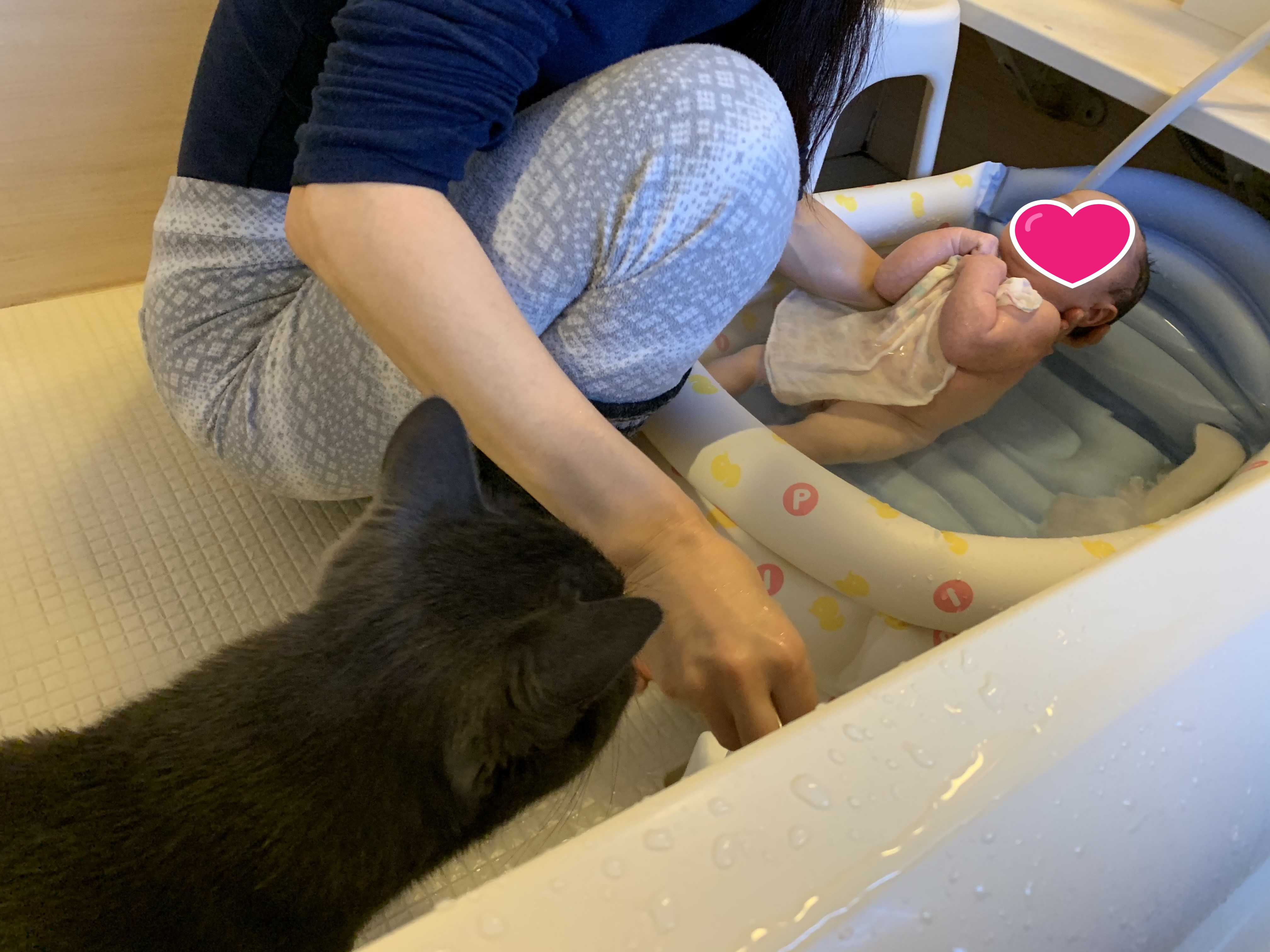 保護犬と保護猫と 熊本市 産婦人科 無痛分娩 小児科 慈恵病院